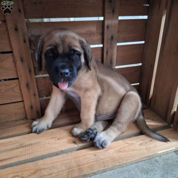 Duke, English Mastiff Puppy